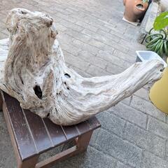 大きな流木の画像