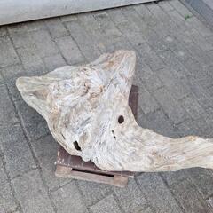 大きな流木の画像