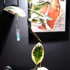 急募🌳観葉植物🌿フィカス（ゴムの木）の画像