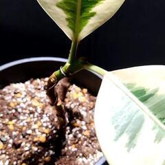 急募🌳観葉植物🌿フィカス（ゴムの木）の画像