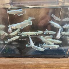 メダカ(GBKWF)¥500/10匹の画像