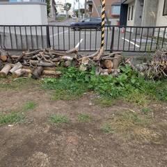 薪などに使える伐採木を譲ります（令和7年8月伐採分）の画像