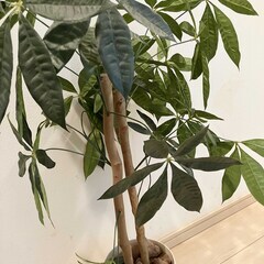 【取引中】フェイクグリーン　人工観葉植物の画像