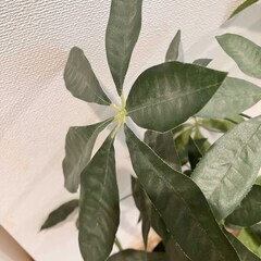 【取引中】フェイクグリーン　人工観葉植物の画像