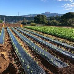 【先着2名】「ひともじ」の収穫作業アルバイト（9月13日㈯、14日㈰）の画像