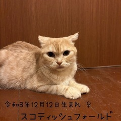 スコティッシュフォールド︎︎ ♀