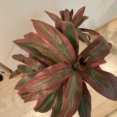 【取引中】フェイクグリーン(赤)　人工観葉植物の画像