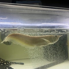 アルビノシルバーアロワナ20㎝前後（混泳中）の画像