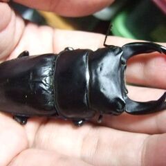 佐賀県産オオクワガタ ♂75.3ミリ ♀48.8ミリ ペアの画像