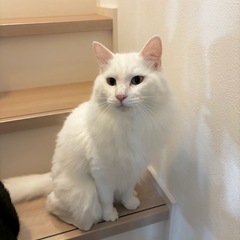 長毛白猫🐱ハル君