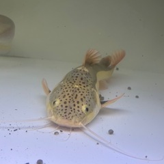 熱帯魚の画像
