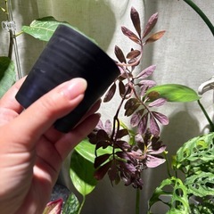 ソラナム ウレアナム 植物　パルダリウム　の画像