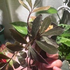 ソラナム ウレアナム 植物　パルダリウム　の画像