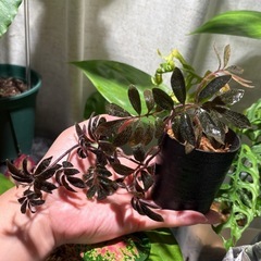 ソラナム ウレアナム 植物　パルダリウム　の画像
