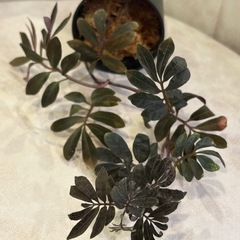 ソラナム ウレアナム 植物　パルダリウム　の画像