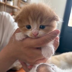 ハイブリッドMIXのかわいいこねこ