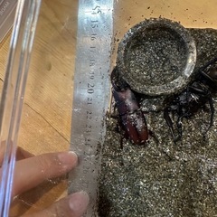ノコギリクワガタの画像