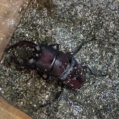 ノコギリクワガタの画像
