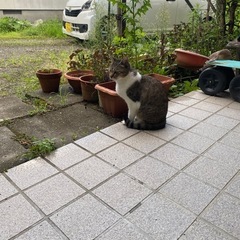 里親募集します