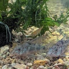 メダカ・ミナミヌマエビ・コリドラスの稚魚セットの画像