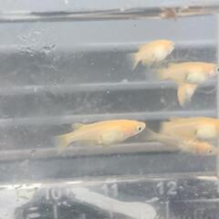 ★限定★紅帝ヒレ長(ダルマ因子)7匹の画像