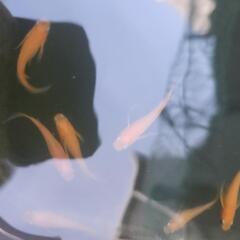 ★限定★紅帝ヒレ長(ダルマ因子)7匹の画像