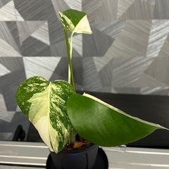 お一人様決定❗️【観葉植物】猫さんモンステラホワイトタイガーの画像