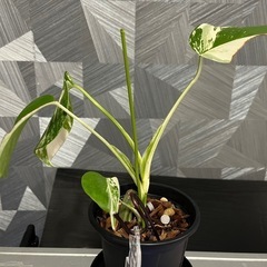お一人様決定❗️【観葉植物】猫さんモンステラホワイトタイガーの画像