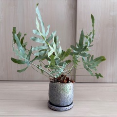 【お取引ご対応中】おまとめ売りの画像