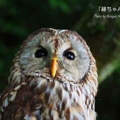 片翼のフクロウです。