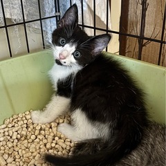 白黒ハチワレ男の子 - 猫