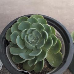 多肉植物　エレガンス　七福神の画像