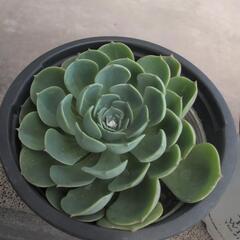 多肉植物　エレガンス　七福神の画像
