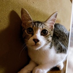 避妊済み　4ヶ月おもちゃ大好き　いくらちゃん🩷