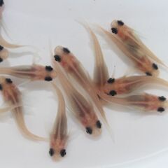 パンダメダカ 3匹セット 500円 - 道の駅にのみやで販売しております。亀田養魚の画像
