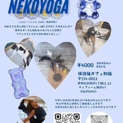 保護猫が邪魔をするヨガの時間