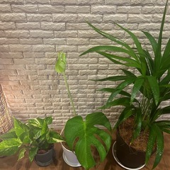 ❇️【スペシャル3点セット】✨観葉植物【アレカヤシ✖️モンステラ✖️ポトス】✨の画像