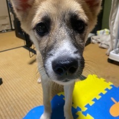 ミックス犬　里親さん募集