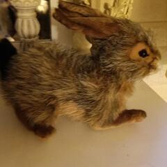 リアルなかわいい🐰さんの画像