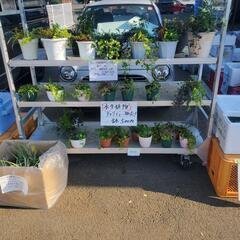 🌻湿生・水生植物、水草チャリティー販売（🍀福祉活動に役立てていま...