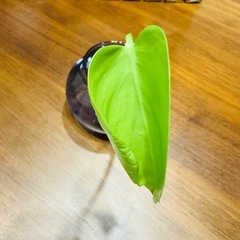 モンステラデリシオーサ切苗（発芽発根済）の画像