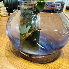 モンステラデリシオーサ切苗（発芽発根済）の画像