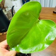モンステラデリシオーサ切苗（発芽発根済）の画像