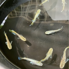 メダカ　フロマージュ　1ペアの画像