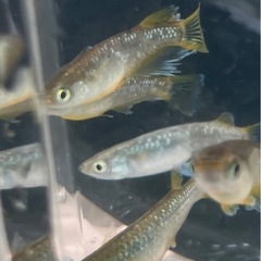 メダカ　フロマージュ　1ペアの画像