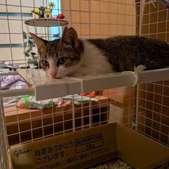 毛並みが綺麗な美人キジ白ちゃん