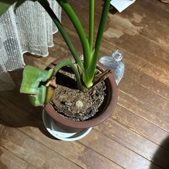 ゴムの木の画像