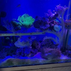 《今月末までの出品のジモティー限定特価！！》ミドリイシ　テーブルタイプ　サンゴ　珊瑚　デスロック　ライブロック　置物　マリンアクアリウムの画像