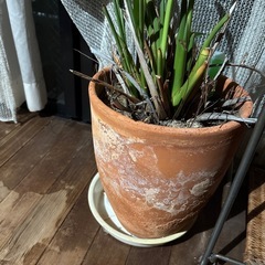 大鉢　観葉植物の画像