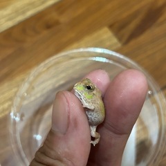 チャコガエル　パターンレスの画像